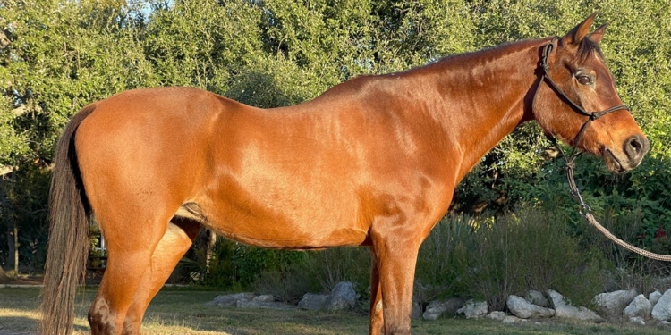 Dünyanın en yaşlı atı 36 yaşında öldü