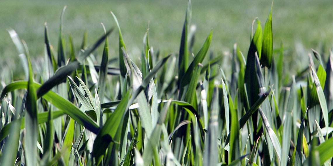 Edirne'de yüksek sıcaklıklar ve yağışsız hava nedeniyle buğdayını kuru toprağa eken üretici 2 gündür etkili olan kar yağışı ile ümitlendi.