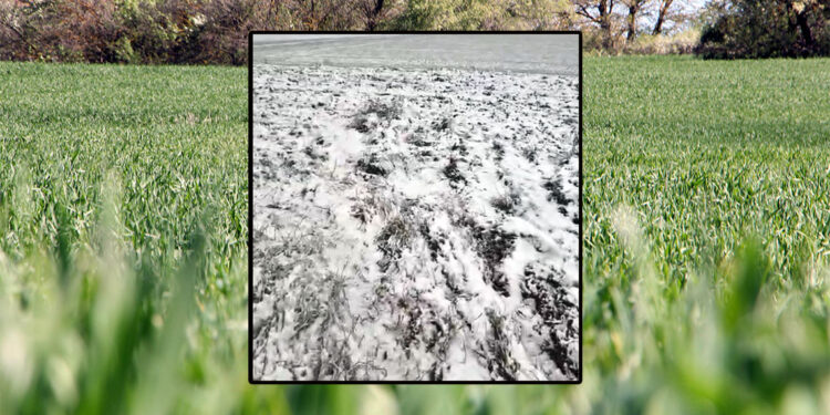 Üretici 2 gündür etkili olan kar yağışı ile ümitlendi