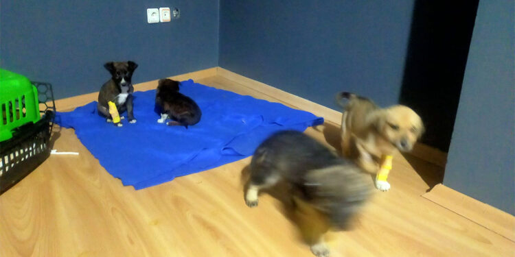 Edirne'de yavru köpekler poşet içinde çöpe atıldı; 2 gözaltı