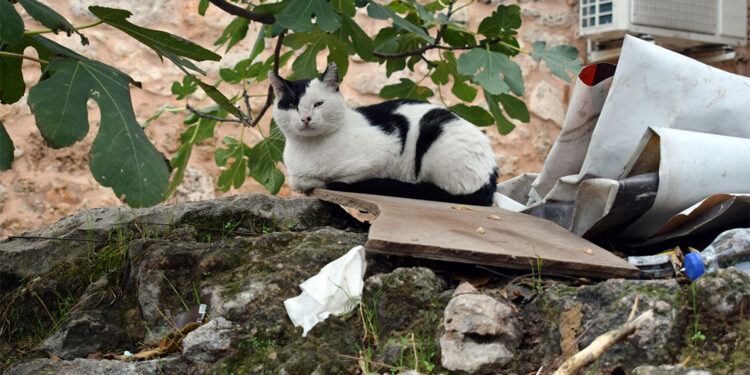 Erken yaştaki kısırlaştırma hayvanın ömrünü uzatıyor