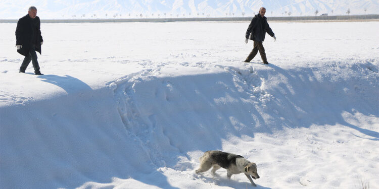 Hakkari'deki köpek saldırısına ilişkin açıklama