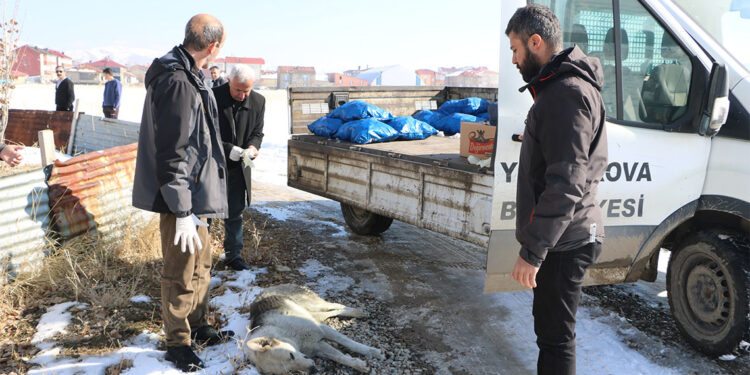 Sokak köpekleri toplanıp barınağa götürülüyor