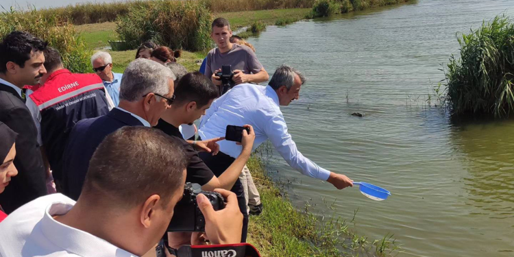 Edirne'de 2024 yılında 10 milyon sazan balığı yavrusu üretildi