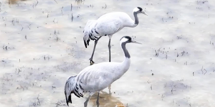 Ekşisu Sazlığı’nda koruma altındaki turnalar görüntülendi