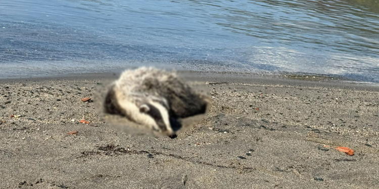 Erdek sahiline 2 porsuk ölüsü vurdu