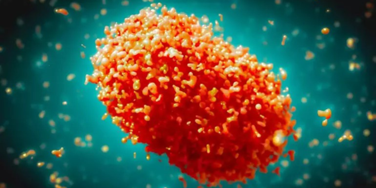 Fransa'da Maymun çiçeği virüsünün yeni varyantı ilk kez görüldü