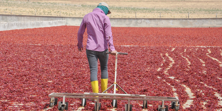 Gaziantep'ten 50 ülkeye, 50 milyon dolarlık pul biber ihracatı