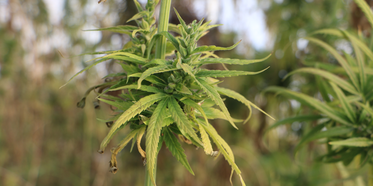 'Gizlence', Türkiye'nin 3'üncü yeni kenevir çeşidi olacak