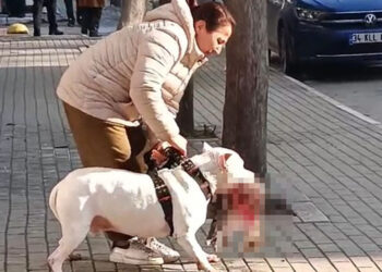 Sokak kedisini öldüren pitbull cinsi köpeğin sahibi yakalandı