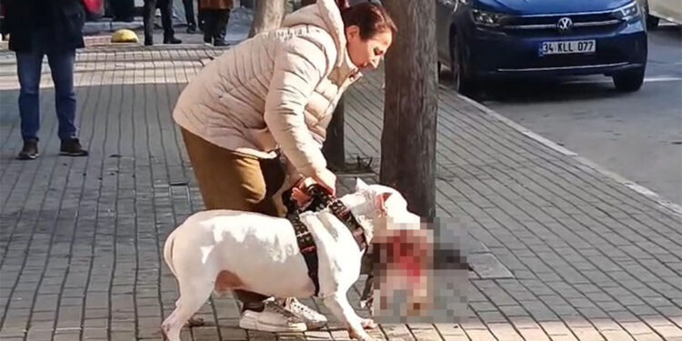 Sokak kedisini öldüren pitbull cinsi köpeğin sahibi yakalandı