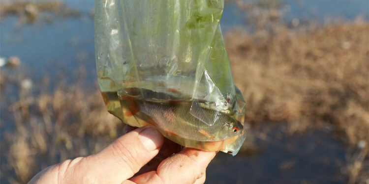Varan Gölü'nde kıyıya vuran balıklar tedirgin etti