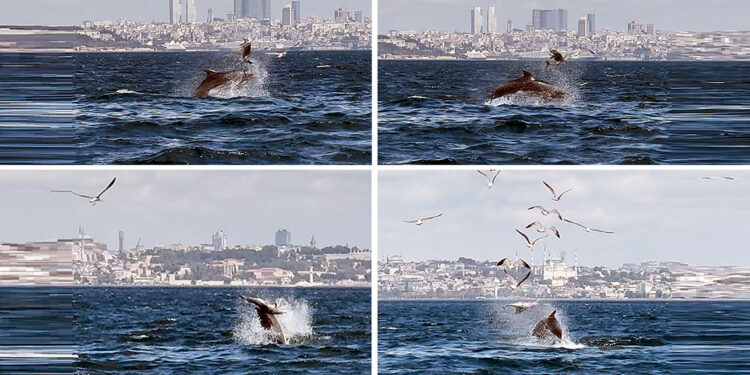 Yunusun 'Yavru öldürme' davranışı bilimsel makaleye konu oldu