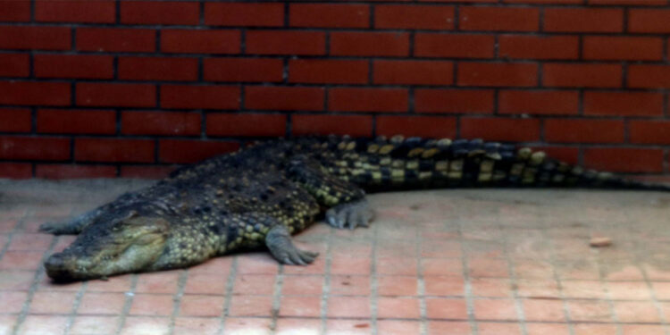 İstanbul'da ele geçirilen 2 timsah koruma altına alındı