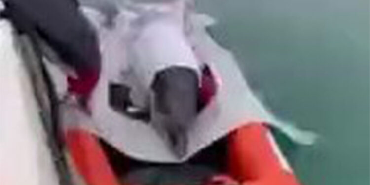 Sığ suda mahsur kalan yunus açık denize bırakıldı