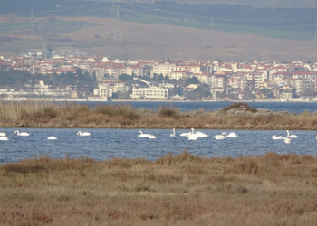 İklim değişikliği nedeniyle Çanakkale'deki kuş popülasyonu arttı