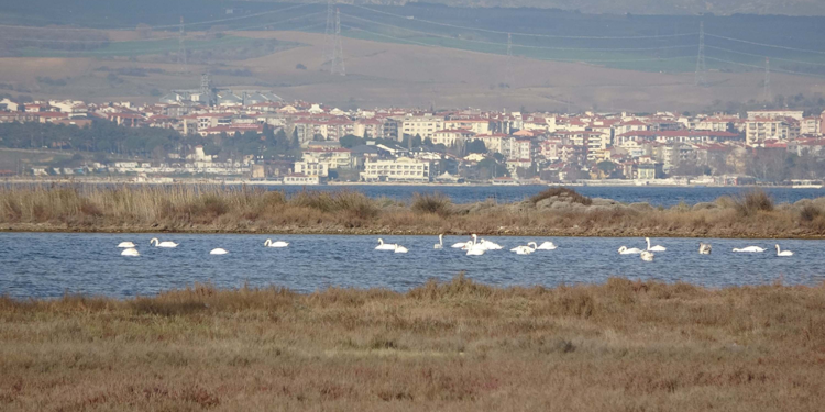 İklim değişikliği nedeniyle Çanakkale'deki kuş popülasyonu arttı