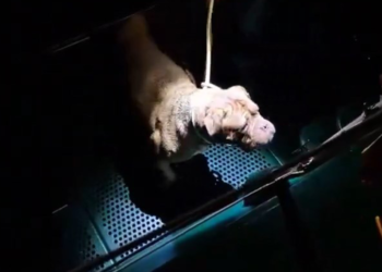 İspanya’da polis, denize düşen köpeği kurtardı