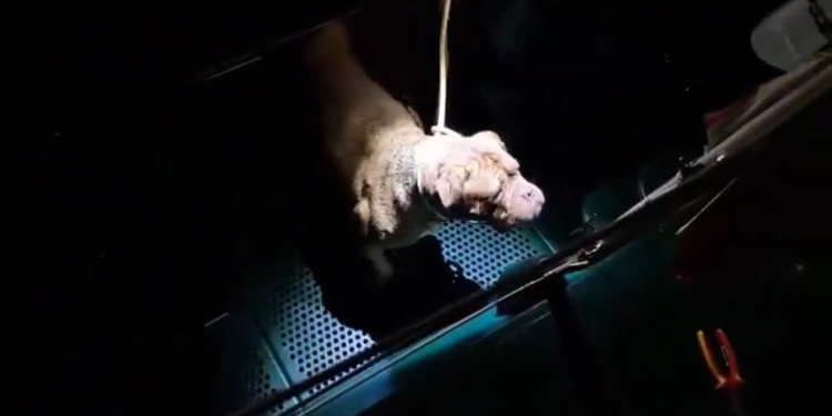 İspanya’da polis, denize düşen köpeği kurtardı