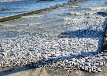 İzmir Körfezi'ndeki kirlilik ve balık ölümlerine soruşturma