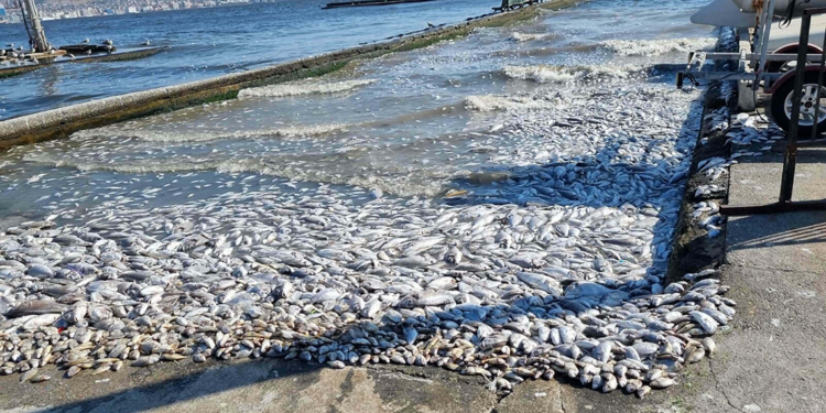 İzmir Körfezi'ndeki kirlilik ve balık ölümlerine soruşturma