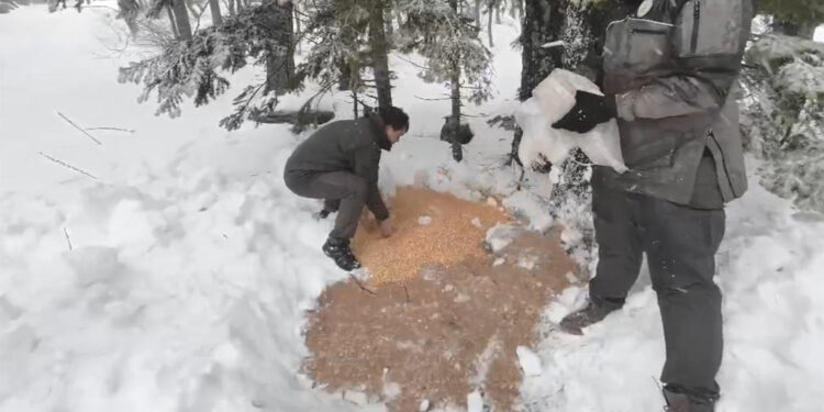 Karla kaplı Uludağ'a yaban hayvanları için yem bırakıldı