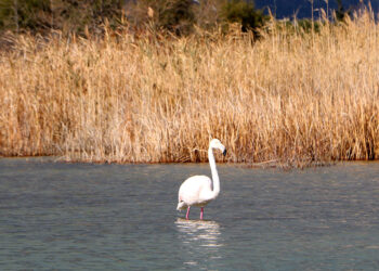 Kemer'e kışlamak için gelen flamingo ilgi çekti