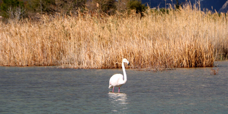 Kemer'e kışlamak için gelen flamingo ilgi çekti