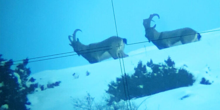 Kop Dağı'nda ölçüm yaparken dağ keçilerini görüntüledi