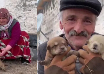 Ölen köpeklerinin 8 yavrusunu biberonla besliyorlar