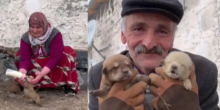 Ölen köpeklerinin 8 yavrusunu biberonla besliyorlar