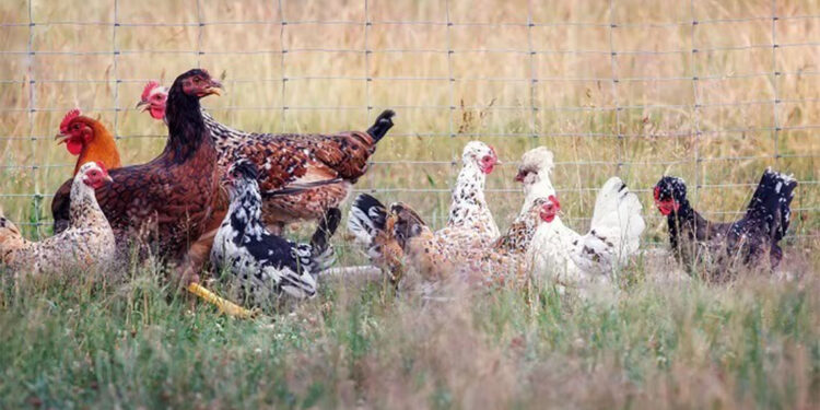 Kuş gribine bağlı ilk insan ölümü gerçekleşti