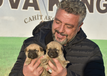 Kangal köpeği sevdasını safkan üretim çiftliğine dönüştürdü