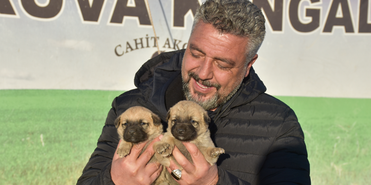 Kangal köpeği sevdasını safkan üretim çiftliğine dönüştürdü