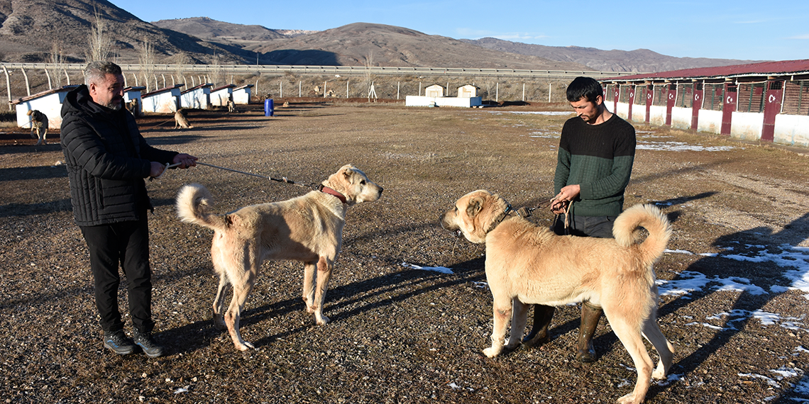 Kangal köpeği sevdasını safkan üretim çiftliğine dönüştürdü