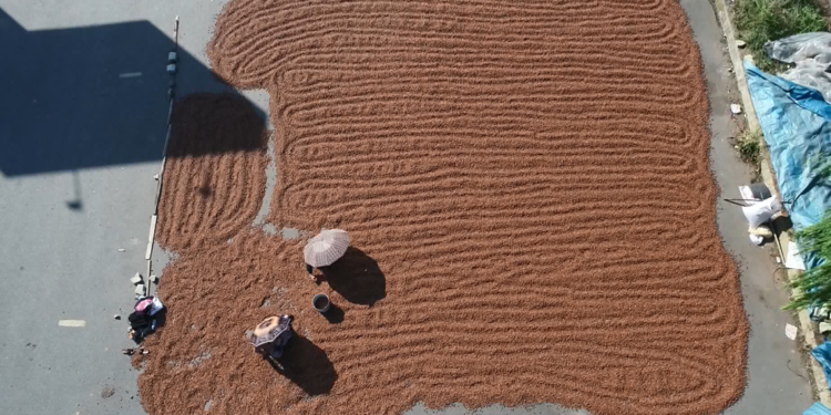 Karadeniz'de fındık ihracatında artış