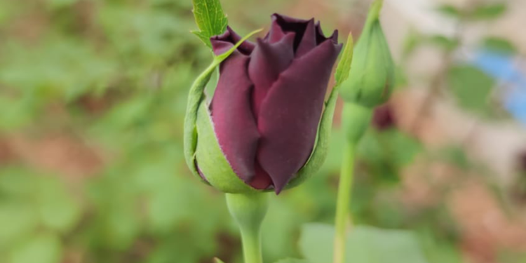 Karagül yaprağından yapılan yağın 1 litresi 42 bin Euro’ya alıcı buluyor