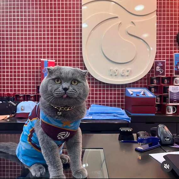 Kedisi Tom'un stada alınması için afişli çağrıda bulundu