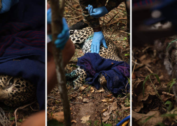 Kenya’da avcı tuzağına yakalanan leopar kurtarıldı