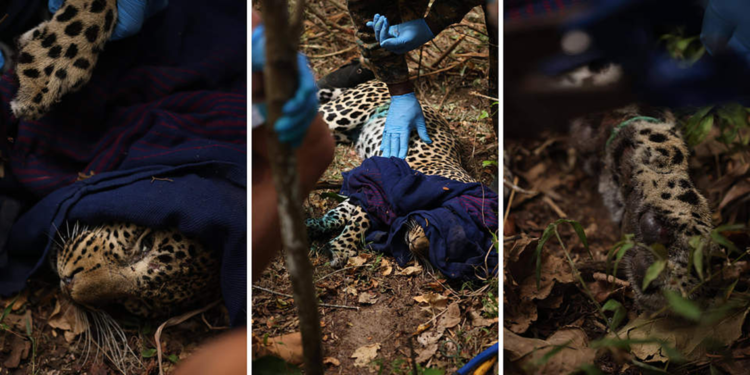 Kenya’da avcı tuzağına yakalanan leopar kurtarıldı