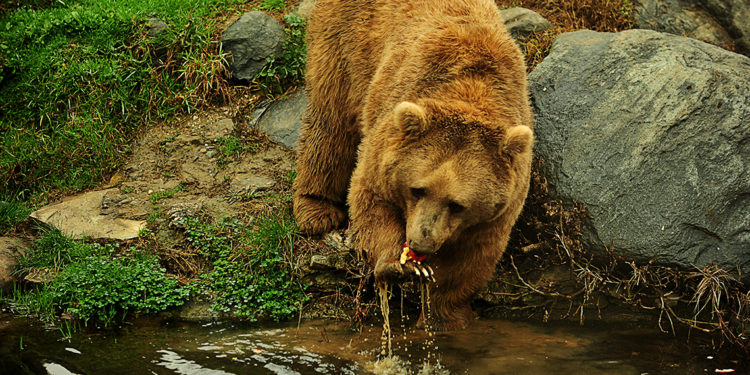 Kış uykusuna yatmayan ayılar, meyve ve balıkla besleniyor