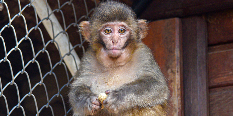 Kolide bulunan yavru maymun 'Fıstık' yaşam parkının maskotu oldu