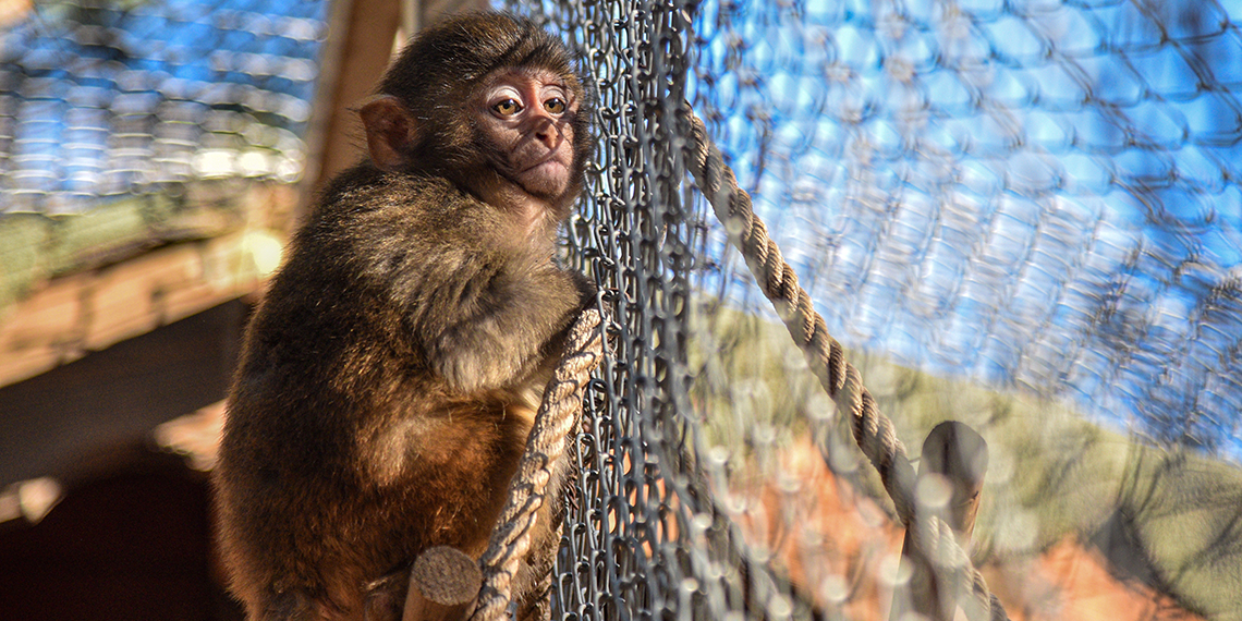 Kolide bulunan yavru maymun 'Fıstık' yaşam parkının maskotu oldu