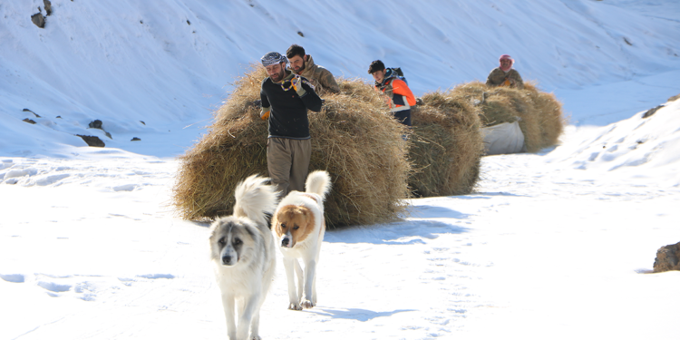 Köylüler, yazın hayvanları için topladıkları otları dağdan kızaklarla indiriyor