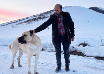 'Kral', bu kez çobanı kurtların saldırısından kurtardı