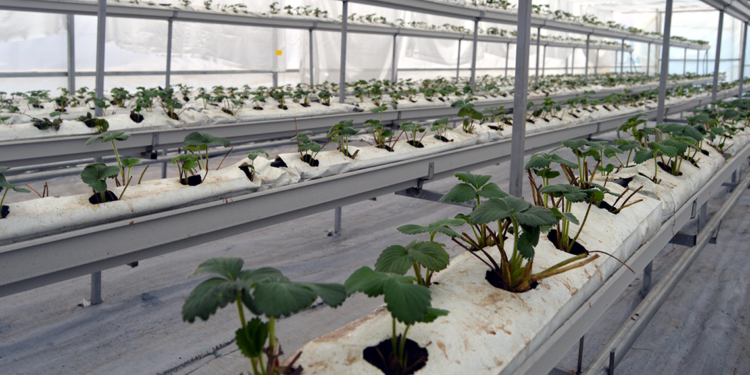 Kurduğu serada topraksız çilek yetiştiriyor