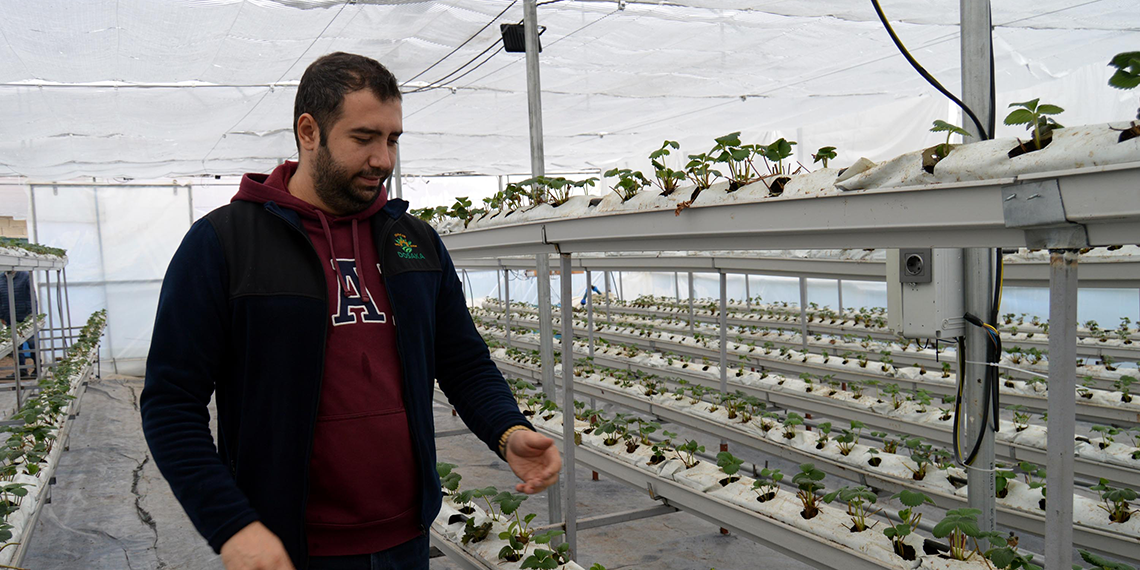 Kurduğu serada topraksız çilek yetiştiriyor