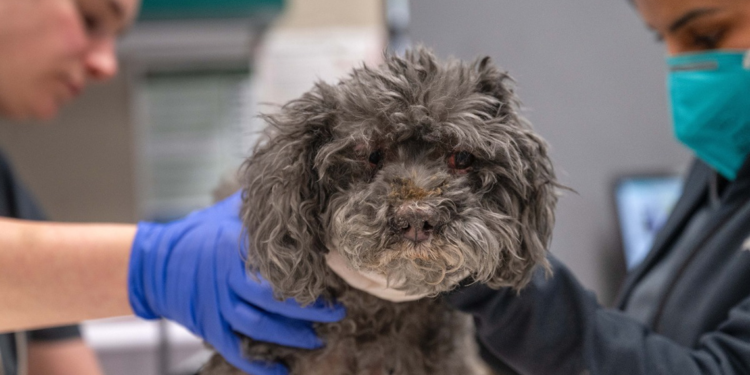 Los Angeles'taki yangınlardan etkilenen hayvanlar tahliye edildi