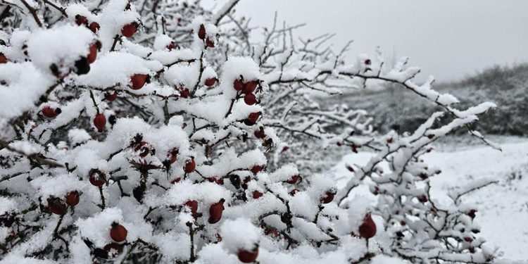 Marmara'nın Trakya kesiminde yarın karla karışık yağmur bekleniyor