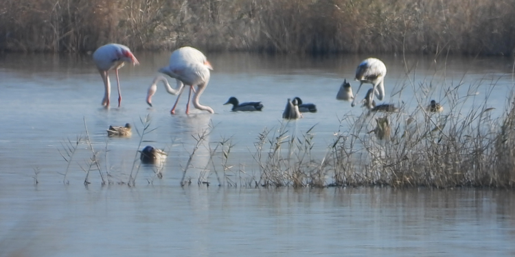 Milleyha'da flamingolar görüntülendi